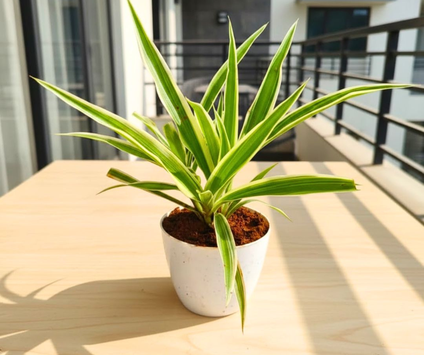 Spider Plant is a classic because it adapts quickly,
